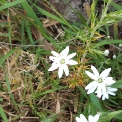 Stellaria pungens (Prickly Starwort) at Isaacs, ACT - 3 Nov 2017 by Mike