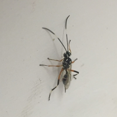 Ichneumonidae (family) (Unidentified ichneumon wasp) at Fyshwick, ACT - 3 Nov 2017 by stellabellaxx