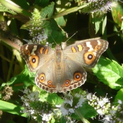 Junonia villida (Meadow Argus) at Umbagong District Park - 16 Feb 2010 by Christine