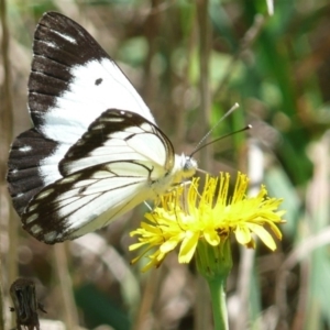 Belenois java at Latham, ACT - 17 Feb 2010