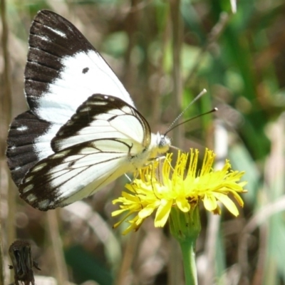 Belenois java (Caper White) at Latham, ACT - 16 Feb 2010 by Christine