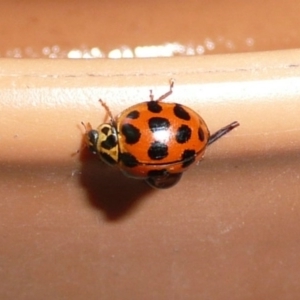 Harmonia conformis at Flynn, ACT - 13 Nov 2009 01:47 PM