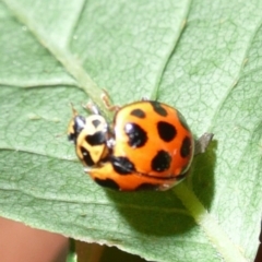 Harmonia conformis at Flynn, ACT - 13 Nov 2009 01:47 PM