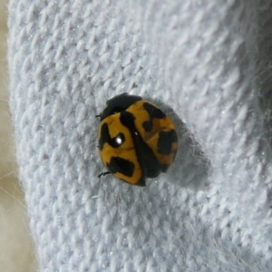 Coccinella transversalis at Flynn, ACT - 14 Apr 2010