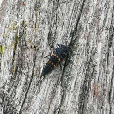 Harmonia conformis (Common Spotted Ladybird) at Yarralumla, ACT - 27 Apr 2010 by Christine