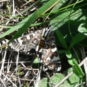 Apina callisto at Flynn, ACT - 14 Apr 2010