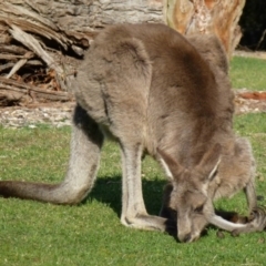 Macropus giganteus (Eastern Grey Kangaroo) at Acton, ACT - 16 Sep 2011 by Christine
