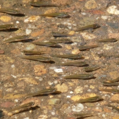 Gambusia holbrooki (Gambusia, Plague minnow, Mosquito fish) at Latham, ACT - 17 Feb 2010 by Christine