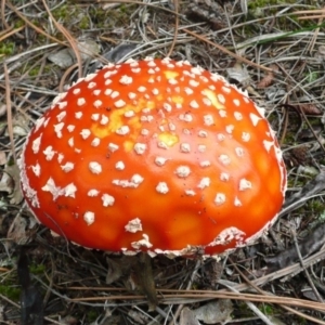 Amanita muscaria at Yarralumla, ACT - 27 Apr 2010 10:45 AM