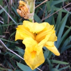 Iris pseudacorus (Yellow Flag) at Hughes, ACT - 2 Nov 2017 by ruthkerruish