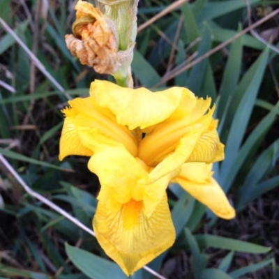 Iris pseudacorus (Yellow Flag) at Hughes, ACT - 1 Nov 2017 by ruthkerruish