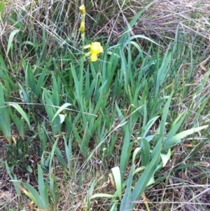 Iris pseudacorus at Hughes, ACT - 2 Nov 2017