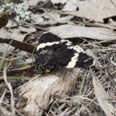 Eutrichopidia latinus (Yellow-banded Day-moth) at Forde, ACT - 2 Nov 2017 by Alison Milton