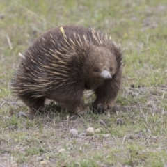 Tachyglossus aculeatus (Short-beaked Echidna) at Forde, ACT - 3 Nov 2017 by AlisonMilton