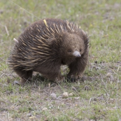 Tachyglossus aculeatus (Short-beaked Echidna) at Mulligans Flat - 2 Nov 2017 by AlisonMilton