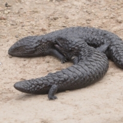 Tiliqua rugosa (Shingleback Lizard) at Forde, ACT - 3 Nov 2017 by AlisonMilton