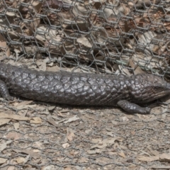 Tiliqua rugosa (Shingleback Lizard) at Forde, ACT - 3 Nov 2017 by AlisonMilton