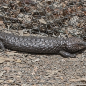 Tiliqua rugosa at Forde, ACT - 3 Nov 2017