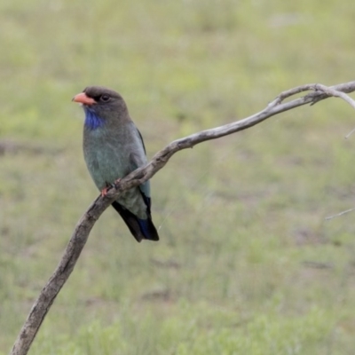 Eurystomus orientalis (Dollarbird) at Gungahlin, ACT - 3 Nov 2017 by AlisonMilton