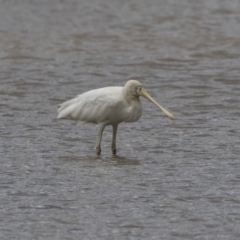 Platalea flavipes (Yellow-billed Spoonbill) at Gungahlin, ACT - 2 Nov 2017 by Alison Milton