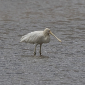 Platalea flavipes at Gungahlin, ACT - 3 Nov 2017