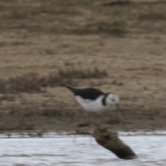 Himantopus leucocephalus (Pied Stilt) at Gungahlin, ACT - 3 Nov 2017 by AlisonMilton