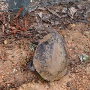 Chelodina longicollis at Forde, ACT - 3 Nov 2017