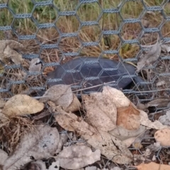 Chelodina longicollis (Eastern Long-necked Turtle) at Gungahlin, ACT - 3 Nov 2017 by cf17