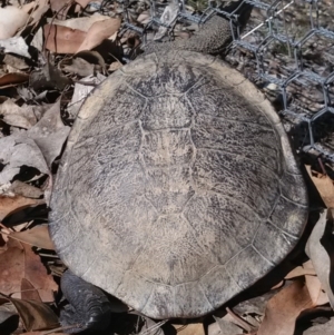 Chelodina longicollis at Gungahlin, ACT - 3 Nov 2017 03:50 PM