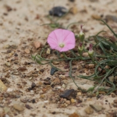 Convolvulus angustissimus subsp. angustissimus (Australian Bindweed) at Gungahlin, ACT - 3 Nov 2017 by AlisonMilton