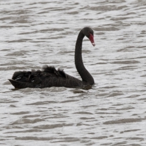 Cygnus atratus at Gungahlin, ACT - 3 Nov 2017