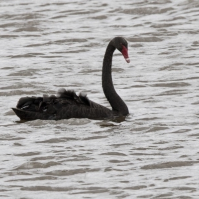 Cygnus atratus (Black Swan) at Gungahlin, ACT - 3 Nov 2017 by AlisonMilton