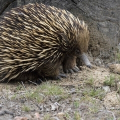 Tachyglossus aculeatus (Short-beaked Echidna) at Gungahlin, ACT - 3 Nov 2017 by AlisonMilton