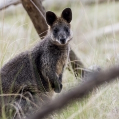 Wallabia bicolor (Swamp Wallaby) at Gungahlin, ACT - 3 Nov 2017 by AlisonMilton