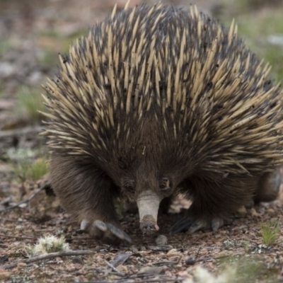 Tachyglossus aculeatus (Short-beaked Echidna) at Gungahlin, ACT - 3 Nov 2017 by AlisonMilton