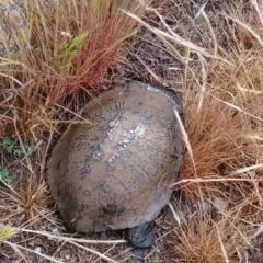 Chelodina longicollis (Eastern Long-necked Turtle) at Gungahlin, ACT - 3 Nov 2017 by cf17