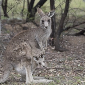 Macropus giganteus at Forde, ACT - 3 Nov 2017