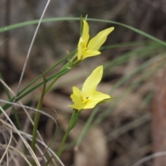 Diuris chryseopsis (Golden Moth) at Michelago, NSW - 11 Oct 2003 by Illilanga