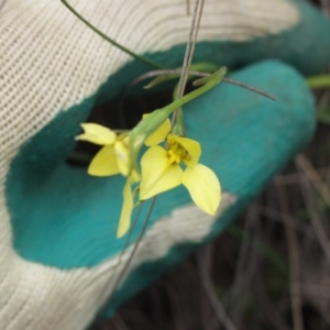 Diuris chryseopsis at Illilanga & Baroona - suppressed