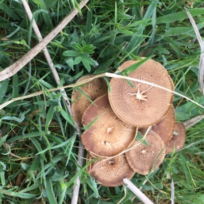 Lentinus arcularius (Fringed Polypore) at Paddys River, ACT - 3 Nov 2017 by JC