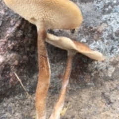 Lentinus arcularius at Paddys River, ACT - 3 Nov 2017 08:19 PM