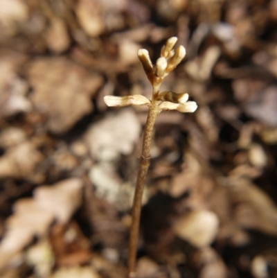 Gastrodia sp. (Potato Orchid) at Barton, ACT - 3 Nov 2017 by ClubFED