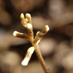 Gastrodia sp. at Barton, ACT - 3 Nov 2017