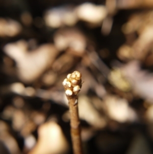 Gastrodia sp. at Barton, ACT - 3 Nov 2017