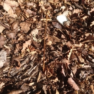 Gastrodia sp. at Barton, ACT - suppressed