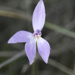 Glossodia major (Wax Lip Orchid) at Illilanga & Baroona - 30 Oct 2009 by Illilanga