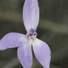 Glossodia major at Illilanga & Baroona - 30 Oct 2009