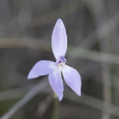 Glossodia major at Illilanga & Baroona - 30 Oct 2009