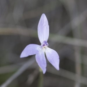 Glossodia major at Illilanga & Baroona - 30 Oct 2009