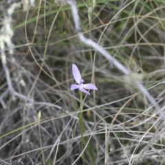 Glossodia major at Illilanga & Baroona - 30 Oct 2009